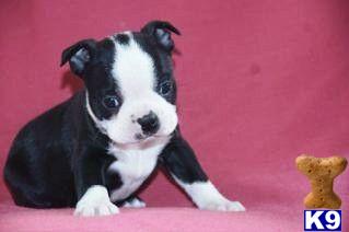 Boston Terrier Puppies for Sale